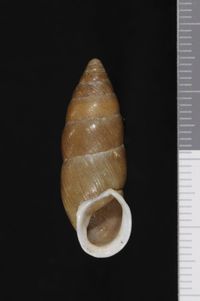 To ANSP Malacology Collection in GBIF (catalog no. 78830)