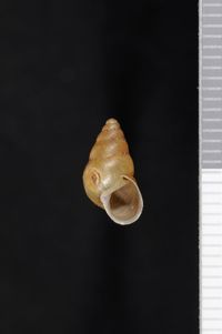 To ANSP Malacology Collection in GBIF (catalog no. 78910)