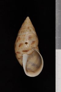 To ANSP Malacology Collection in GBIF (catalog no. 63081)