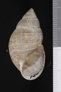 To ANSP Malacology Collection in GBIF (catalog no. 140101)