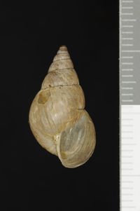 To ANSP Malacology Collection in GBIF (catalog no. 25643)
