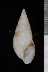 To ANSP Malacology Collection in GBIF (catalog no. 97742)