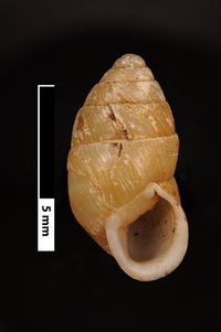 To ANSP Malacology Collection in GBIF (catalog no. 83319)