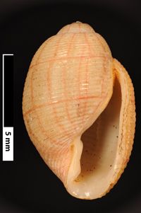 To ANSP Malacology Collection in GBIF (catalog no. 47489)