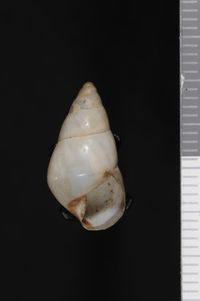 To ANSP Malacology Collection in GBIF (catalog no. 192930)