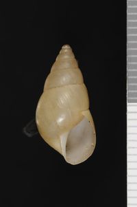 To ANSP Malacology Collection in GBIF (catalog no. 192931)