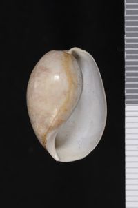 To ANSP Malacology Collection in GBIF (catalog no. 65373)