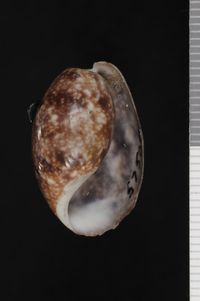 To ANSP Malacology Collection in GBIF (catalog no. 57505)