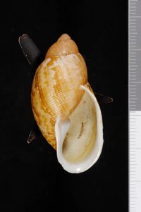 To ANSP Malacology Collection in GBIF (catalog no. 199430)
