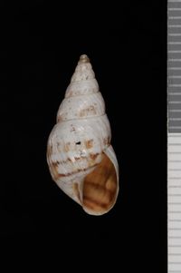 To ANSP Malacology Collection in GBIF (catalog no. 159903)