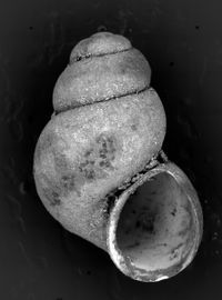 To ANSP Malacology Collection in GBIF (catalog no. 199452)