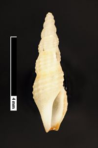 To ANSP Malacology Collection in GBIF (catalog no. 155194)