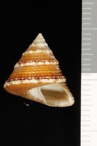 To ANSP Malacology Collection in GBIF (catalog no. 187203)