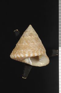 To ANSP Malacology Collection in GBIF (catalog no. 196933)