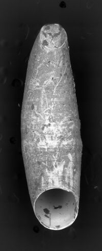 To ANSP Malacology Collection in GBIF (catalog no. 142922)