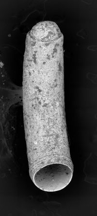 To ANSP Malacology Collection in GBIF (catalog no. 96634)