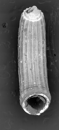 To ANSP Malacology Collection in GBIF (catalog no. 187784)