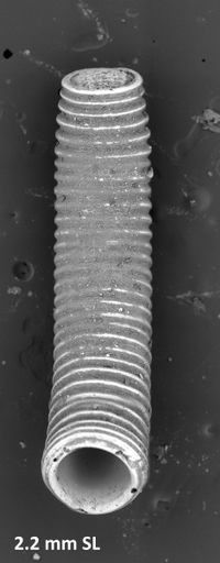 To ANSP Malacology Collection in GBIF (catalog no. 127978)