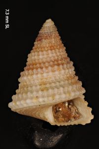To ANSP Malacology Collection in GBIF (catalog no. 178785)