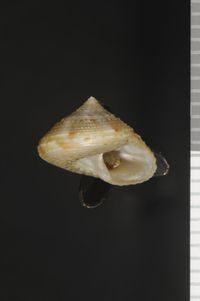 To ANSP Malacology Collection in GBIF (catalog no. 178758)