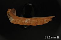 To ANSP Malacology Collection in GBIF (catalog no. 118694)