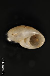 To ANSP Malacology Collection in GBIF (catalog no. 20634)