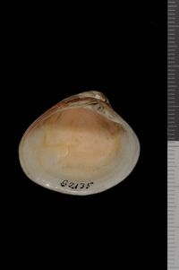 To ANSP Malacology Collection in GBIF (catalog no. 82135)