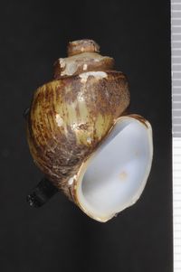 To ANSP Malacology Collection in GBIF (catalog no. 29199)