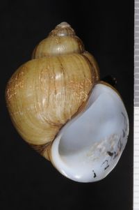 To ANSP Malacology Collection in GBIF (catalog no. 122918)