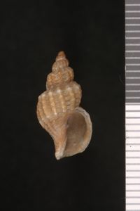 To ANSP Malacology Collection in GBIF (catalog no. 28885)
