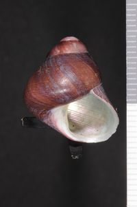 To ANSP Malacology Collection in GBIF (catalog no. 40560)