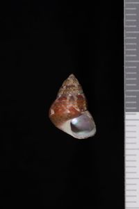 To ANSP Malacology Collection in GBIF (catalog no. 80467)