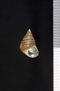 To ANSP Malacology Collection in GBIF (catalog no. 80468)