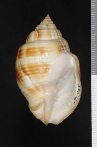 To ANSP Malacology Collection in GBIF (catalog no. 176085)