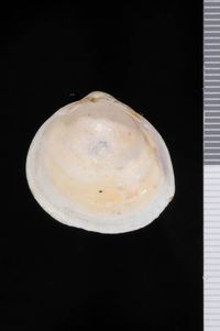 To ANSP Malacology Collection in GBIF (catalog no. 54147)