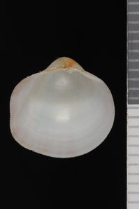 To ANSP Malacology Collection in GBIF (catalog no. 47179)