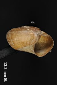 To ANSP Malacology Collection in GBIF (catalog no. 73494)