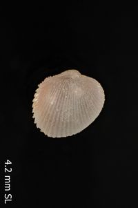 To ANSP Malacology Collection in GBIF (catalog no. 94824)