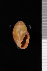 To ANSP Malacology Collection in GBIF (catalog no. 89973)