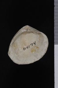 To ANSP Malacology Collection in GBIF (catalog no. 84174)