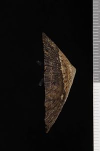 To ANSP Malacology Collection in GBIF (catalog no. 38949)