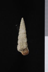 To ANSP Malacology Collection in GBIF (catalog no. 105043)