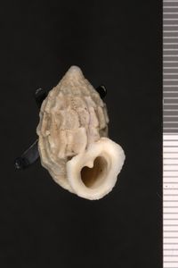 To ANSP Malacology Collection in GBIF (catalog no. 47622)