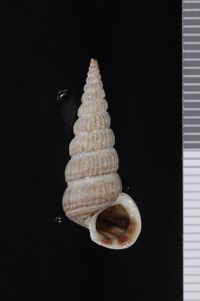 To ANSP Malacology Collection in GBIF (catalog no. 18015)