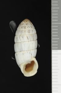 To ANSP Malacology Collection in GBIF (catalog no. 25232)