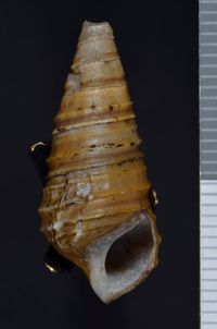 To ANSP Malacology Collection in GBIF (catalog no. 26939)