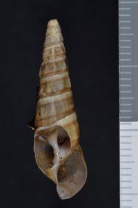 To ANSP Malacology Collection in GBIF (catalog no. 26963)