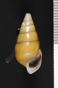 To ANSP Malacology Collection in GBIF (catalog no. 26991)