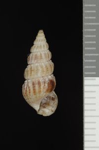 To ANSP Malacology Collection in GBIF (catalog no. 81950)