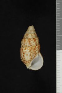 To ANSP Malacology Collection in GBIF (catalog no. 247676)